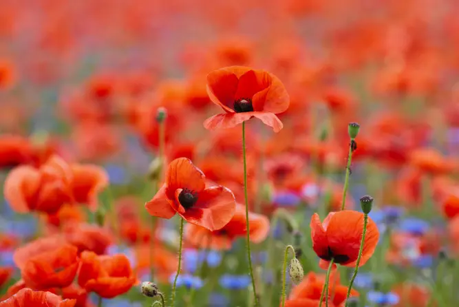 remembrance day