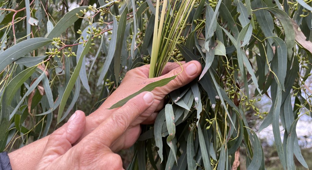 Hands delicately parting eucalyptus leaves and buds, highlighting the textures and shades of green in the natural vegetation.